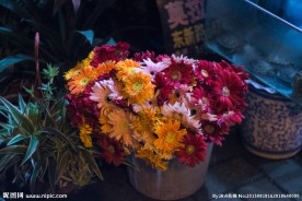 扶郎花 扶郎 昆虫