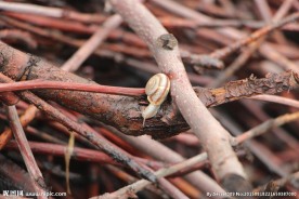 枯枝上的蜗牛