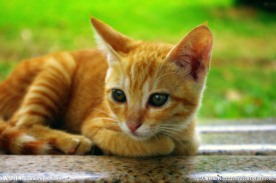 黄猫