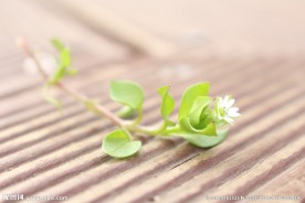 长椅上的野花
