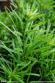 野草