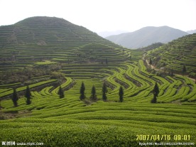 茶园