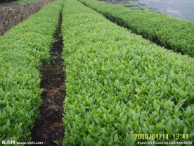 茶园风光