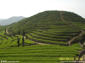 茶园