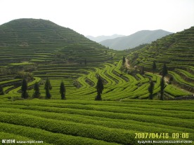 茶园