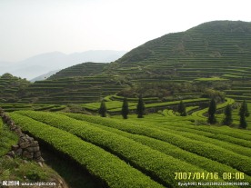 茶园