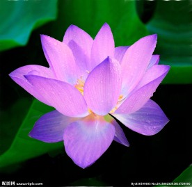 莲花
