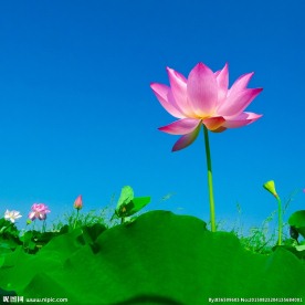 莲花