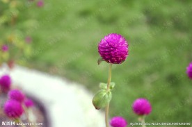 红花 球型花卉