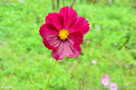 雨中小花