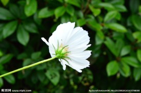 雨中小花