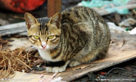两只猫