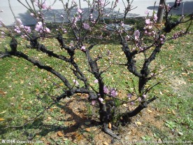 桃花树枝