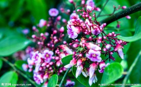 杨桃花