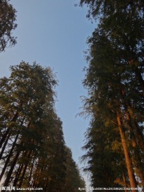 树林天空
