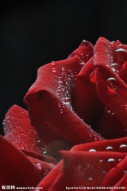 玫瑰花 玫瑰花近照 玫瑰花瓣
