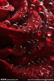 玫瑰花 玫瑰花近照 玫瑰花瓣