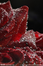 玫瑰花 玫瑰花近照 玫瑰花瓣