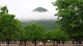 秦岭山板栗林海