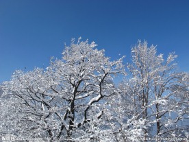 冬天的雪景树