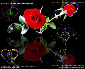 花卉动态视频