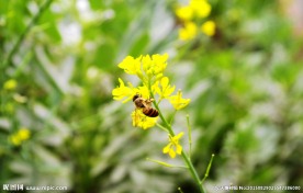 蔬菜园地 蜜蜂采蜜
