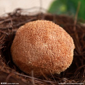 猴头菇  食用菌