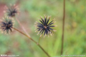 白花鬼针草