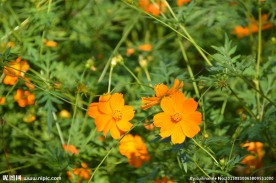 硫华菊