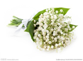 一束风铃花图片