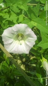千牛花