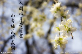 春季花朵