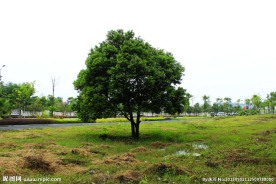 小树