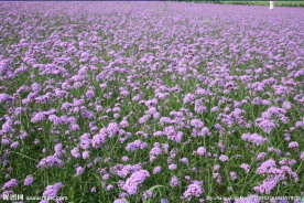 马鞭草