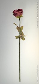 郁金香花束