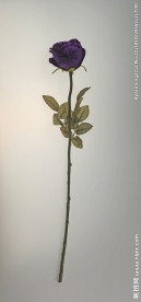 一枝花
