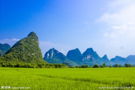 绿油油的稻田