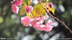 晚樱 樱花