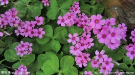 红花酢浆草 野花 花海
