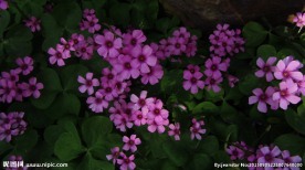 红花酢浆草 野花 花海