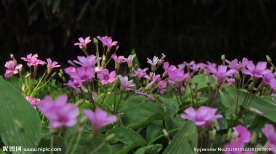 红花酢浆草 野花 花海