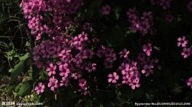 红花酢浆草 野花 花海