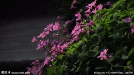 红花酢浆草 野花 花海