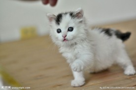 可爱黄猫
