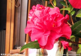 红色山茶花