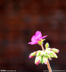 一枝花