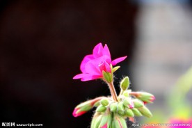 粉红花