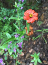山间野花