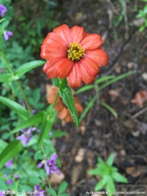 山间野花