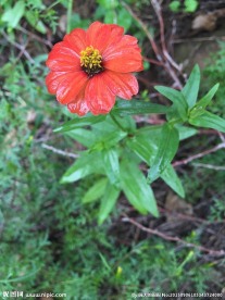 山间野花